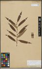 Foto von Salix alba L. x Salix fragilis L.